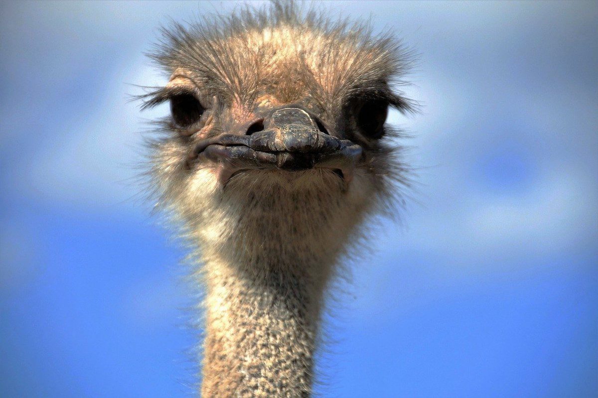 10 interesting facts about ostriches - the largest birds in the world