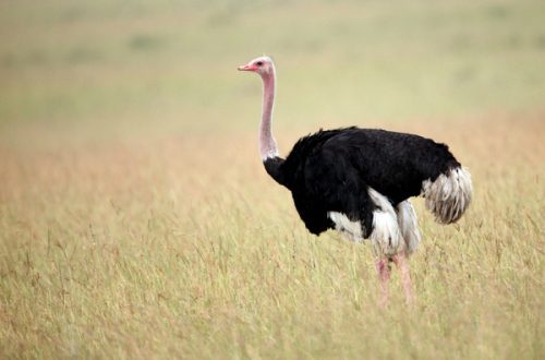 10 huvitavat fakti jaanalindude – maailma suurimate lindude – kohta