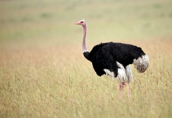 10 interesting facts about ostriches &#8211; the largest birds in the world
