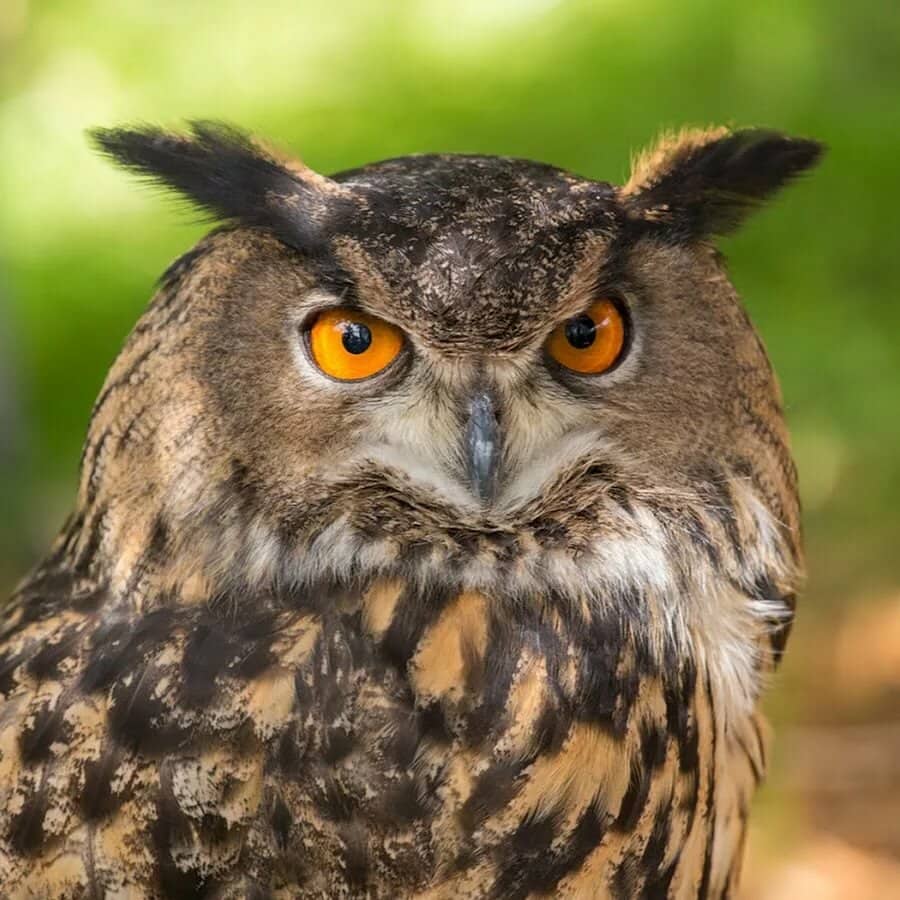10 interesting facts about owls - the most unusual birds