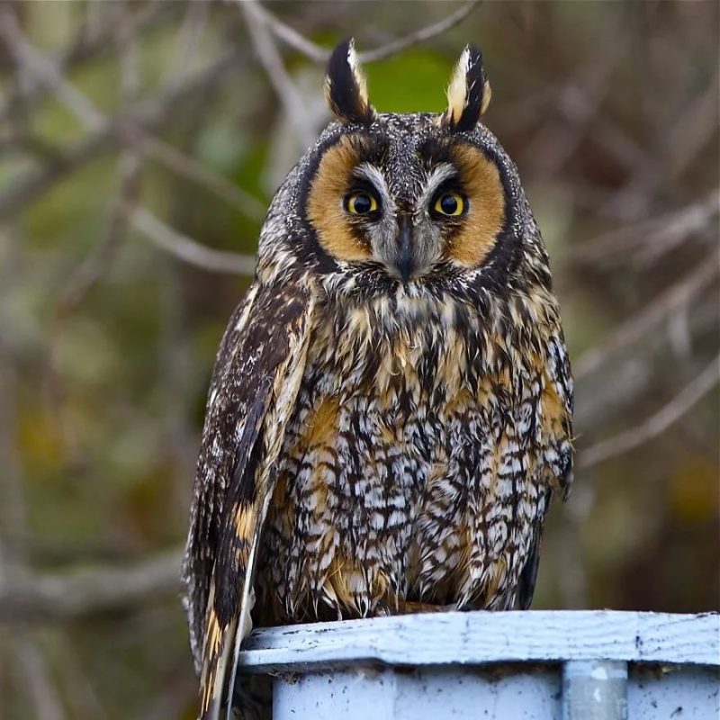 10 interesting facts about owls - the most unusual birds