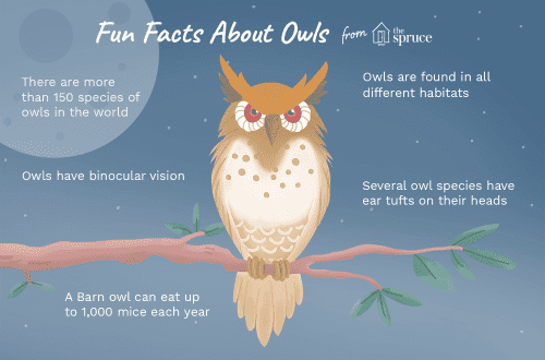 10 interesting facts about owls &#8211; the most unusual birds