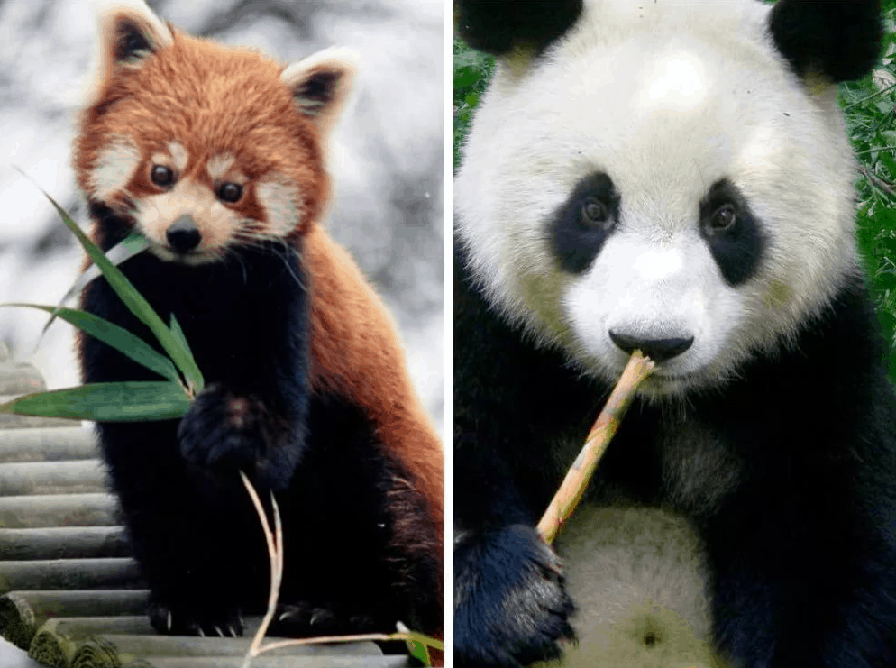10 interesting facts about pandas - adorable bears from China