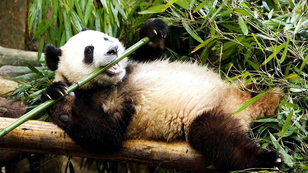 10 interesting facts about pandas - adorable bears from China