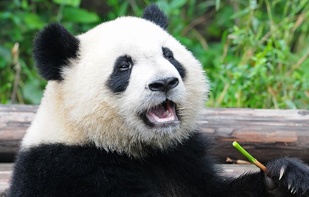 10 interesting facts about pandas &#8211; adorable bears from China