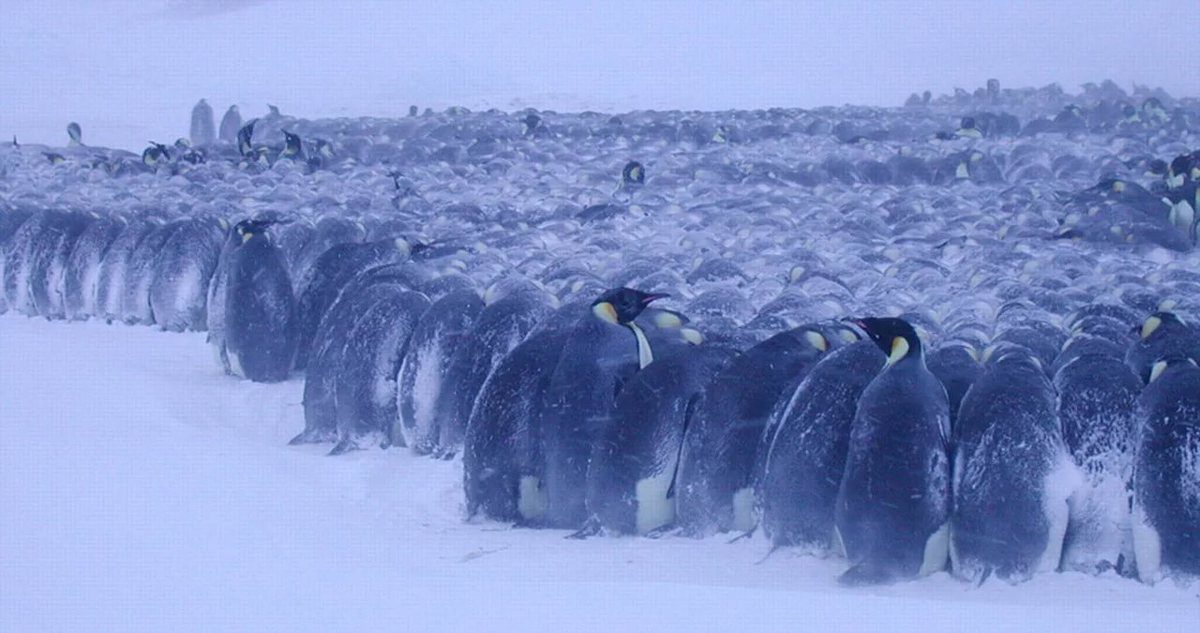 10 interesting facts about penguins - frost-resistant inhabitants of Antarctica