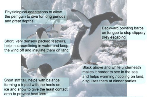 10 huvitavat fakti pingviinide – Antarktika külmakindlate elanike kohta