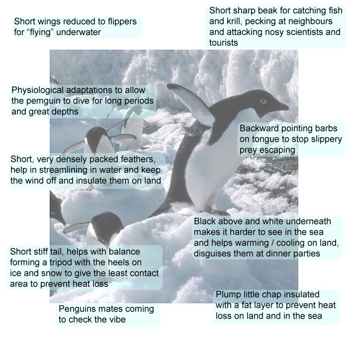 10 interesting facts about penguins &#8211; frost-resistant inhabitants of Antarctica