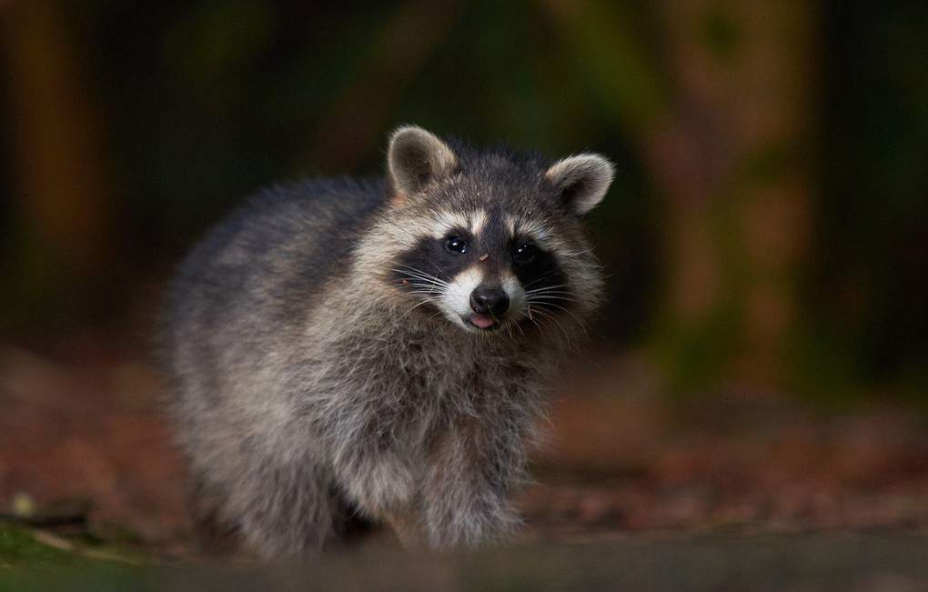 10 interesting facts about raccoons