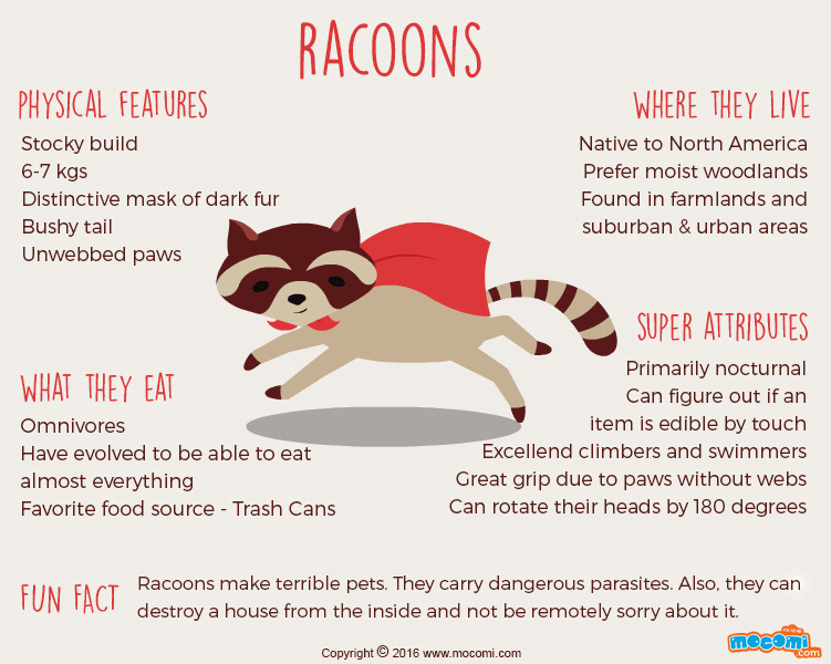 10 interesting facts about raccoons