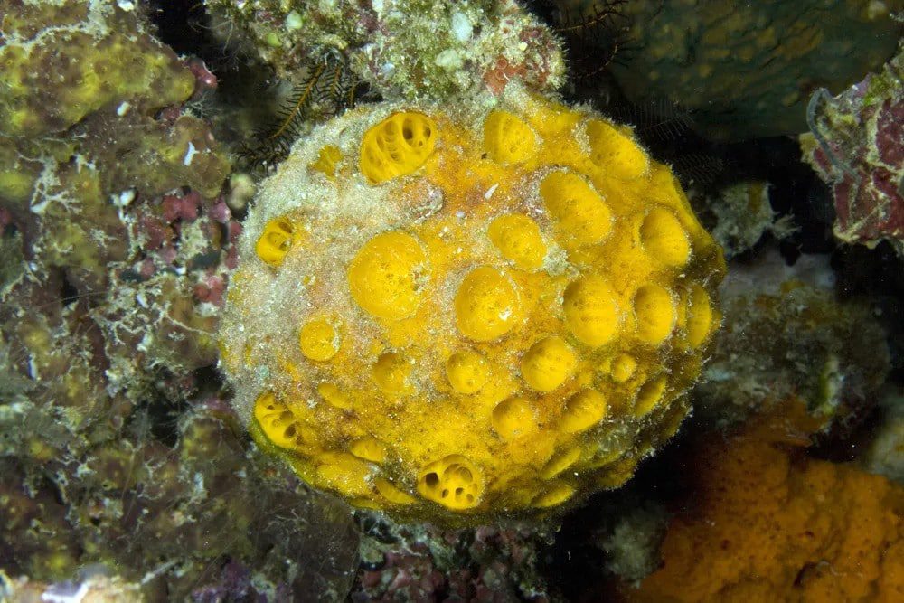 10 interesting facts about sponges - the most non-standard animals of our planet