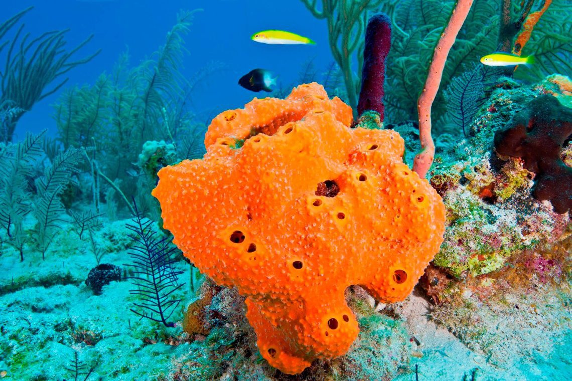 10 interesting facts about sponges &#8211; the most non-standard animals of our planet