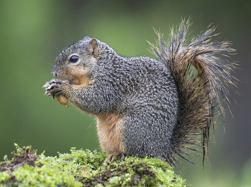 10 interesting facts about squirrels - charming nimble rodents