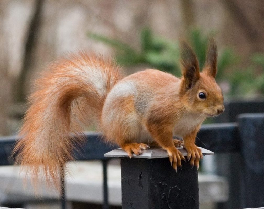 10 interesting facts about squirrels - charming nimble rodents