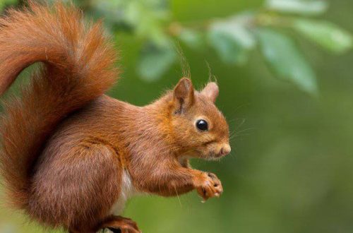 10 interesting facts about squirrels &#8211; charming nimble rodents