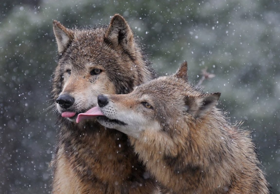 10 Interesting Facts About Wolves - Smart And Loyal Animals