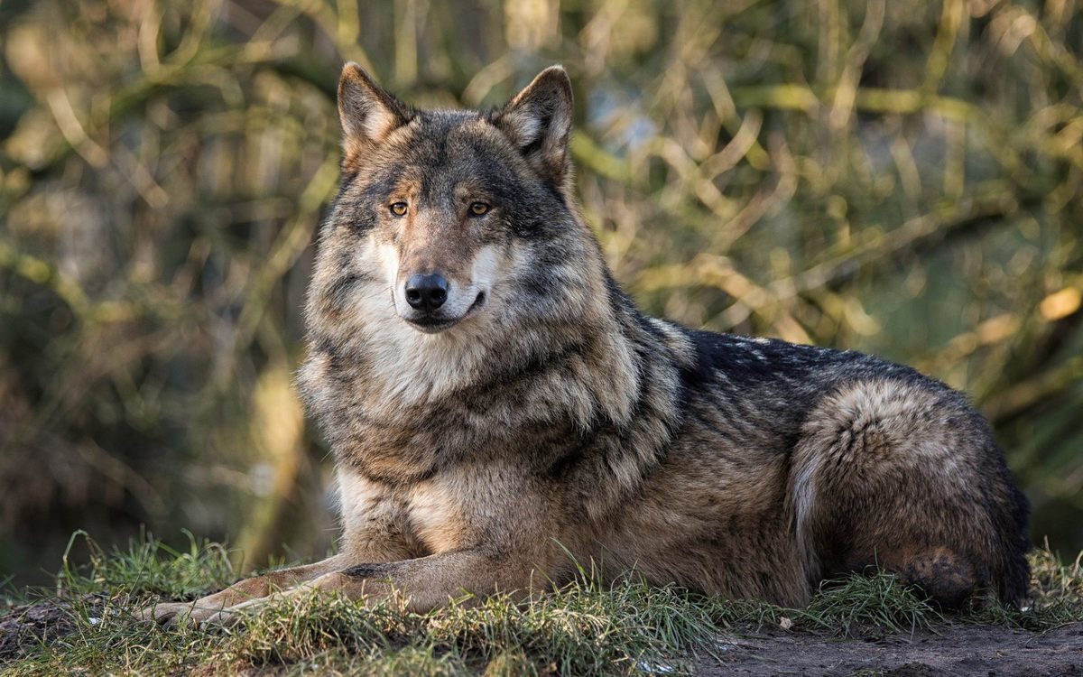 10 Interesting Facts About Wolves - Smart And Loyal Animals