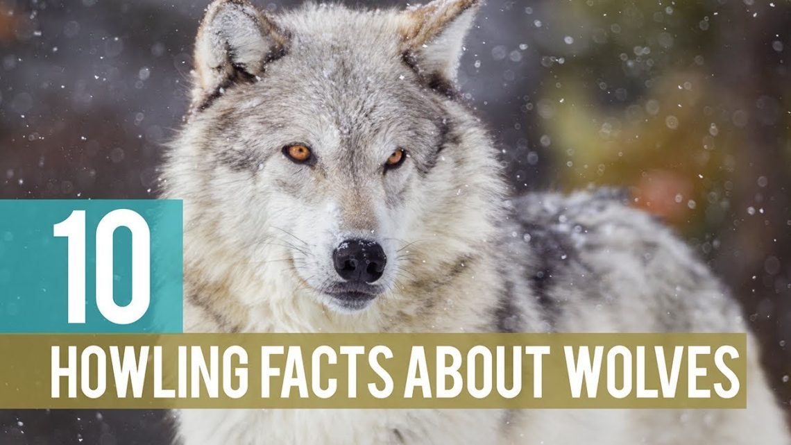 10 Interesting Facts About Wolves &#8211; Smart And Loyal Animals