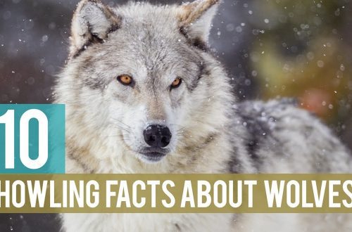 10 huvitavat fakti huntide kohta – arukad ja lojaalsed loomad