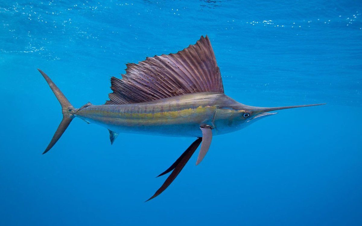 10 Interesting Fish Facts You Might Not Know
