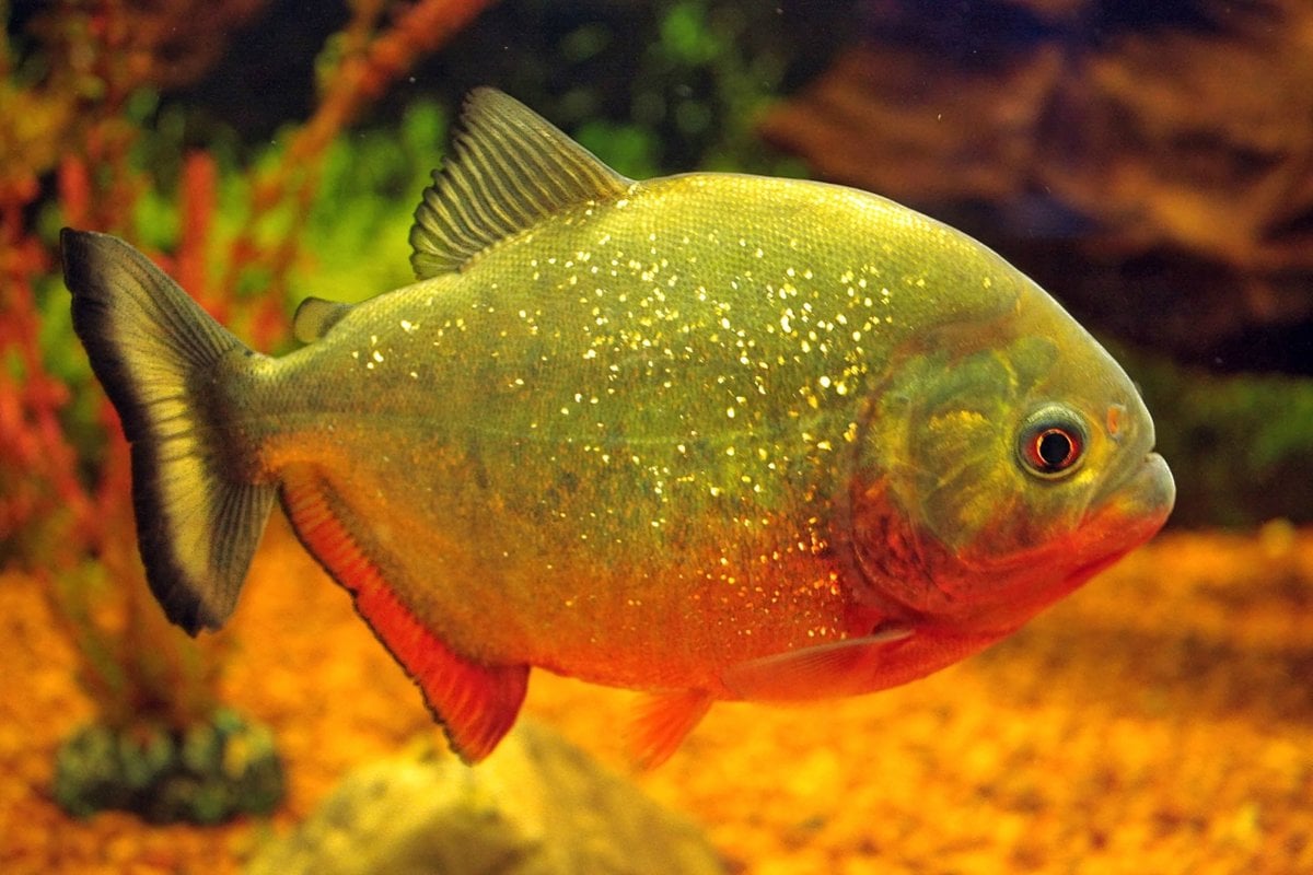 10 Interesting Fish Facts You Might Not Know