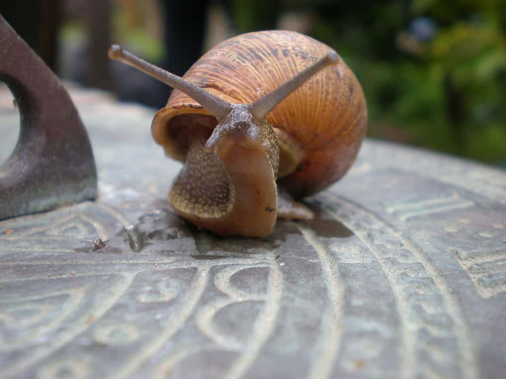 10 largest snails in the world: features of keeping Achatina at home