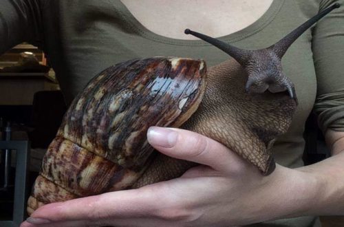 10 largest snails in the world: features of keeping Achatina at home
