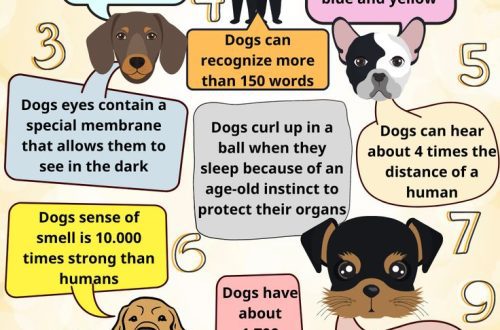 10 kõige hämmastavamat ja huvitavamat fakti koerte kohta