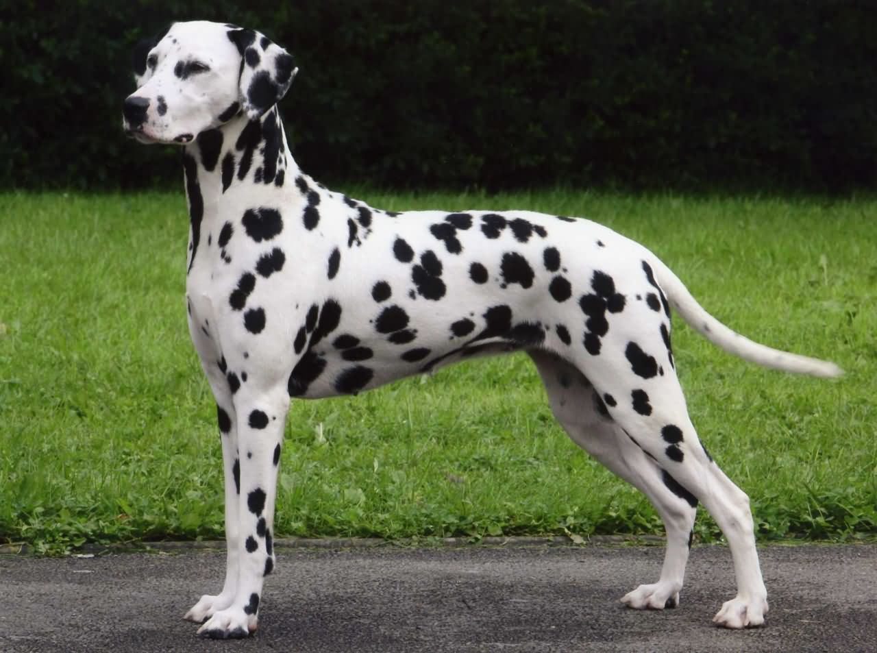10 most beautiful names for dog boys of various breeds
