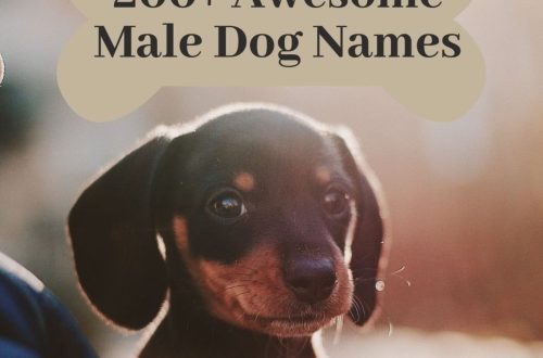 10 kõige ilusamat nime erinevat tõugu koerapoistele