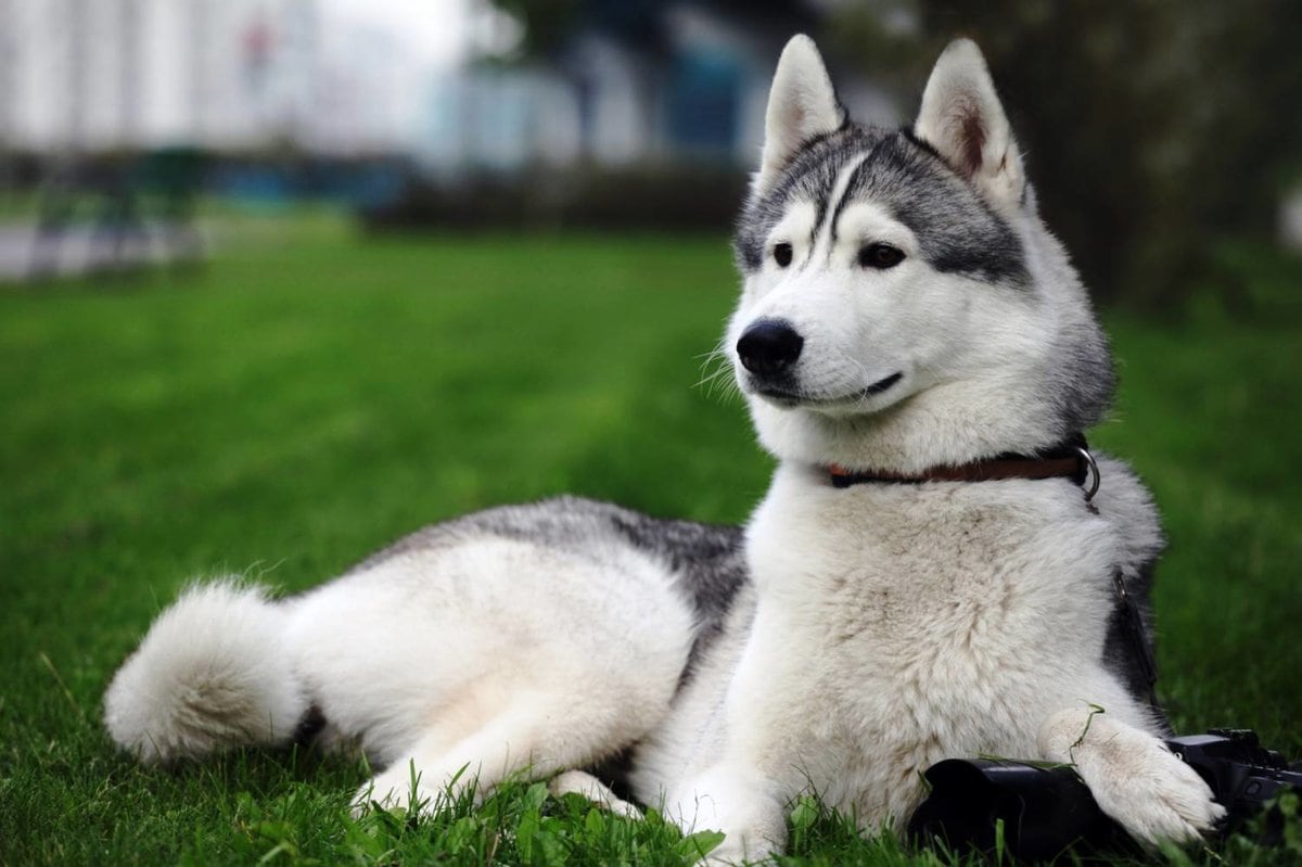 10 Most Beautiful Names for Girl Dogs of Different Breeds
