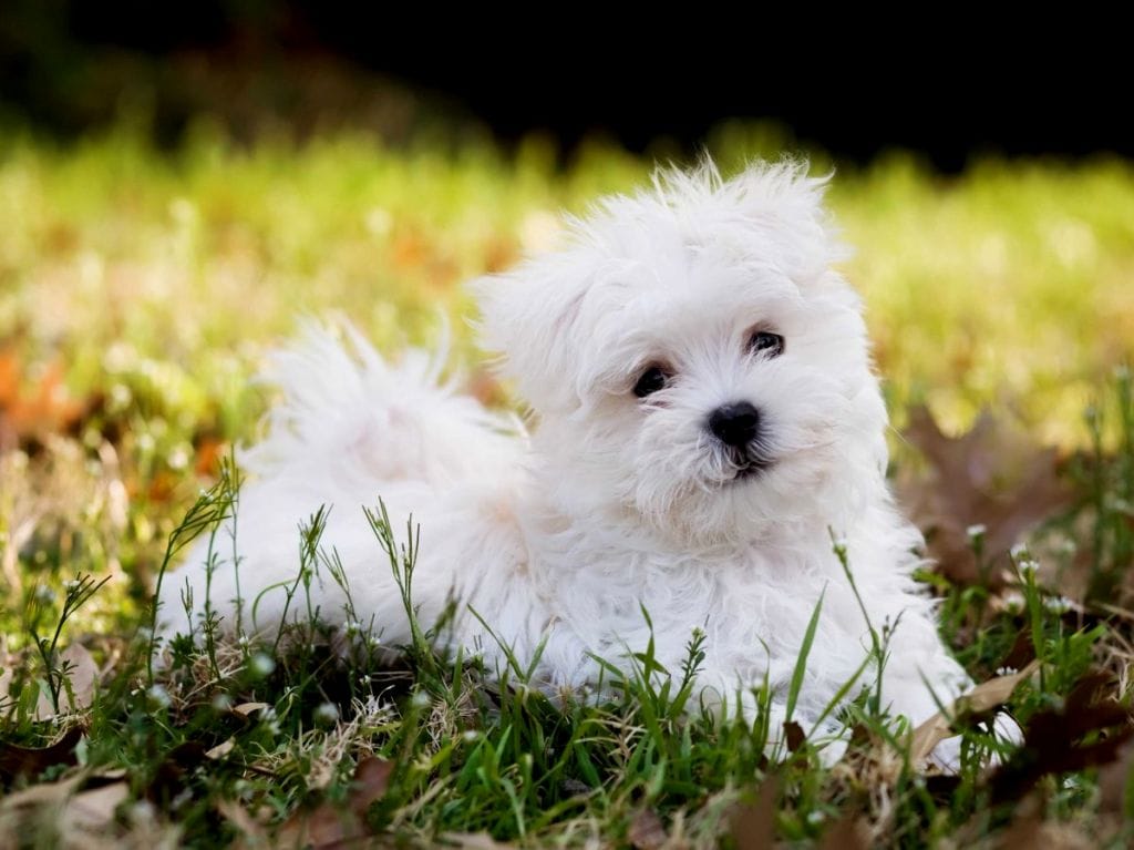 10 Most Beautiful Names for Girl Dogs of Different Breeds