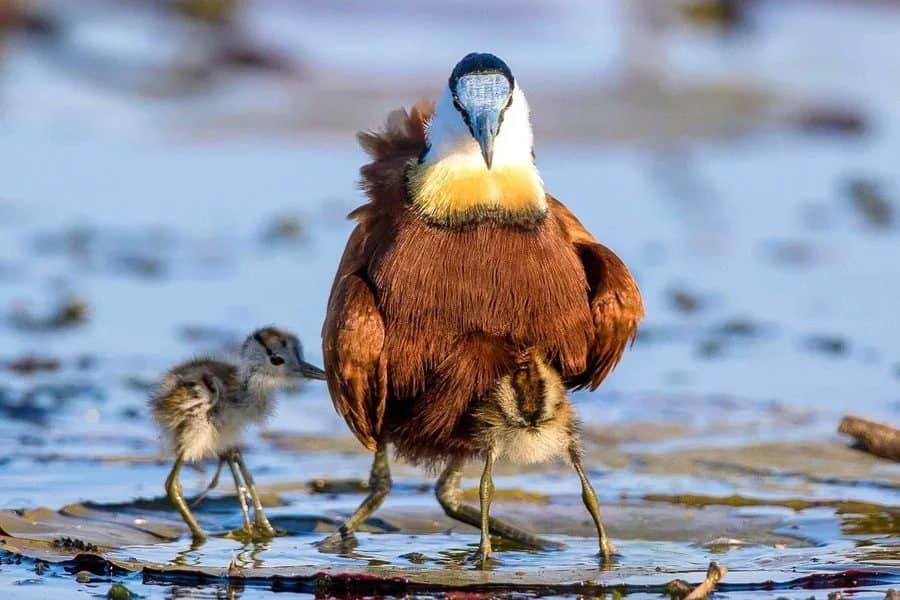 10 most caring fathers in the animal kingdom