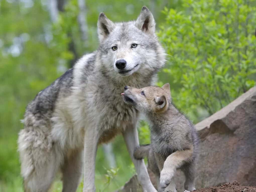 10 most caring fathers in the animal kingdom