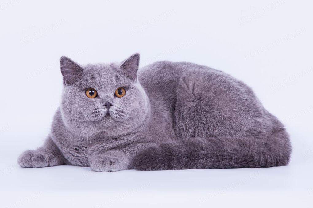 10 most evil cat breeds in the world, which should not be kept at home