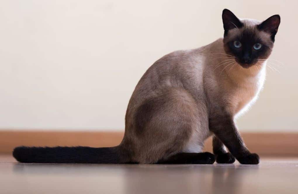 10 most evil cat breeds in the world, which should not be kept at home