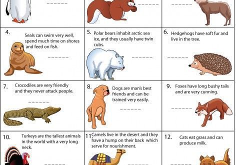 10 most interesting animal facts for kids