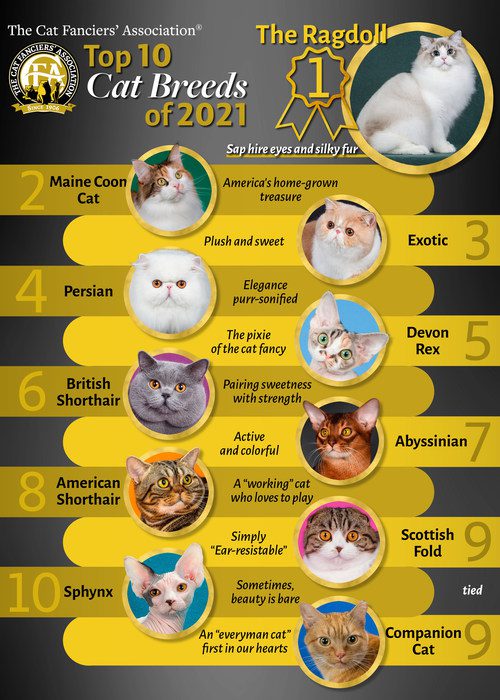 10 most popular cat breeds