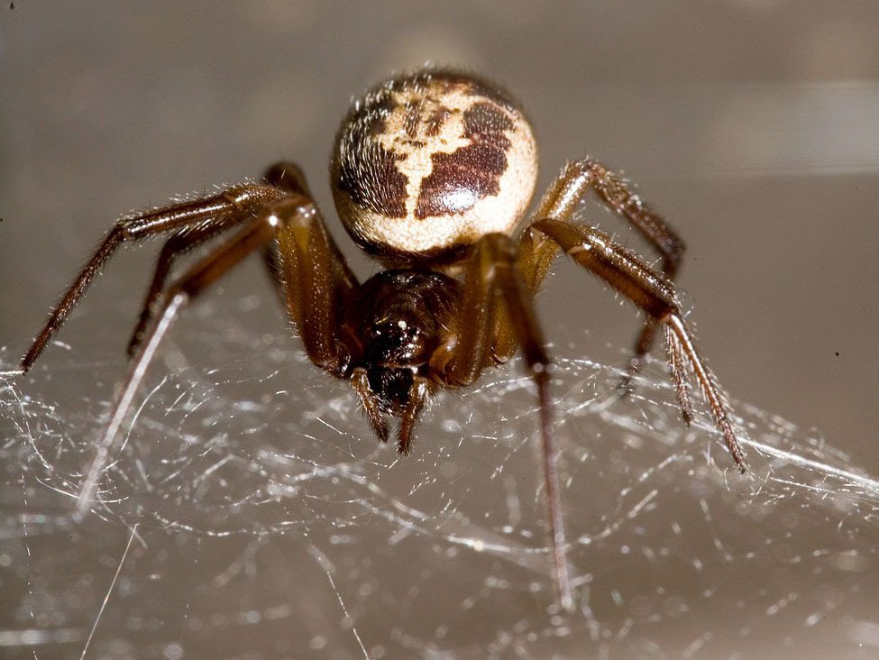 10 most terrible spiders in the world: their appearance will scare anyone