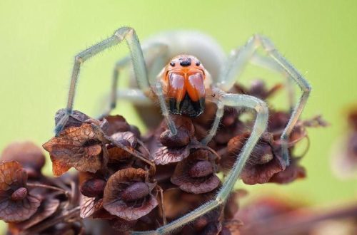 10 kõige kohutavamat ämblikku maailmas: nende välimus hirmutab kedagi