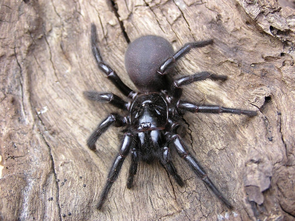 10 most terrible spiders in the world: their appearance will scare anyone