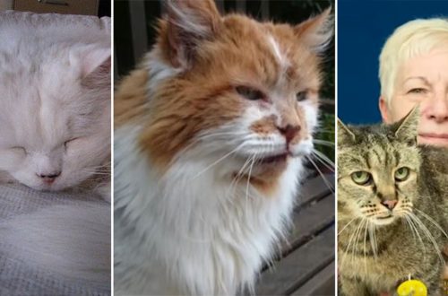 10 vanimat kassi maailmas