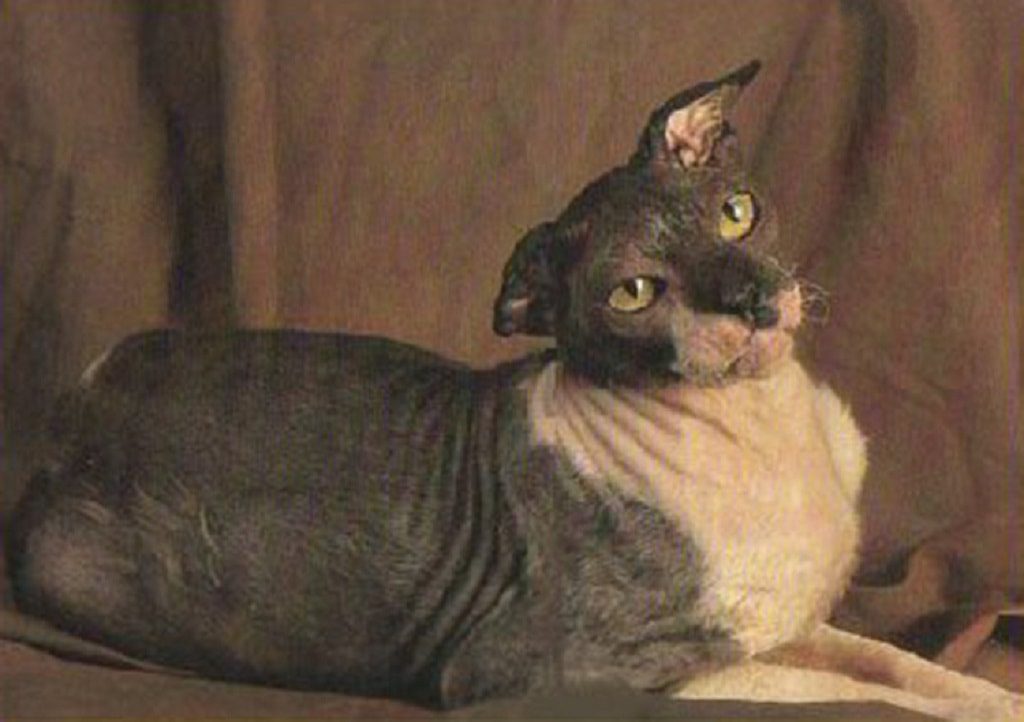 10 oldest cats in the world