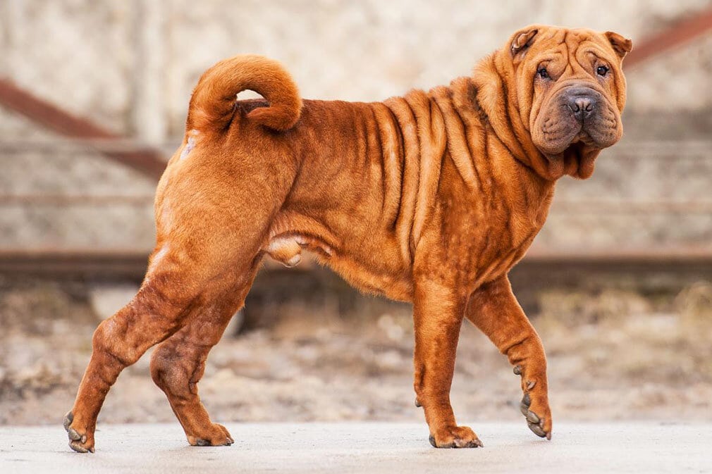10 oldest dog breeds in the world