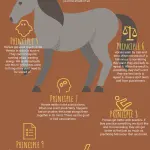 10 Principles for Training Young Horses