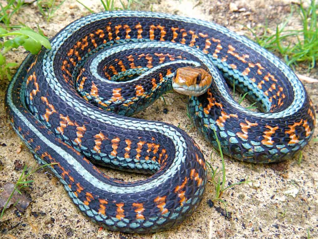 10 real snakes in nature that look fantastic