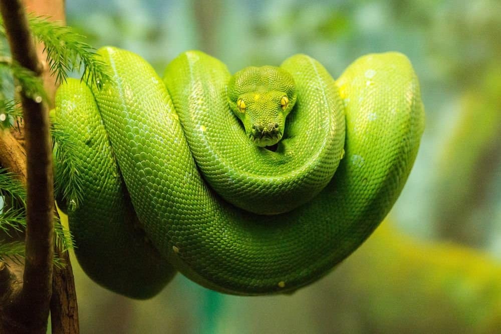 10 real snakes in nature that look fantastic