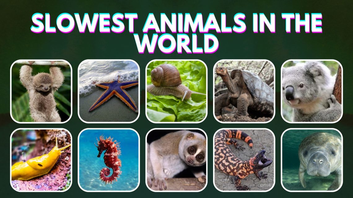 10 slowest animals in the world