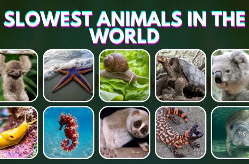10 slowest animals in the world