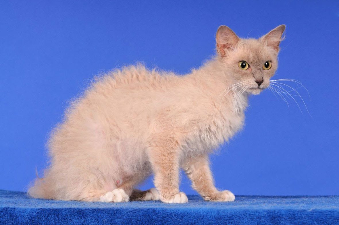 10 smallest cat breeds